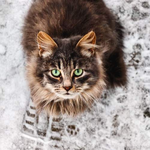 Photo #11575210