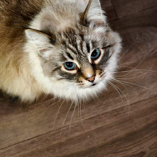 Photo #11575211