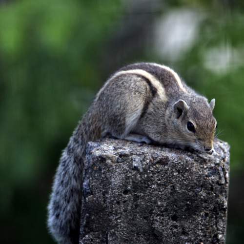 Photo #11575903