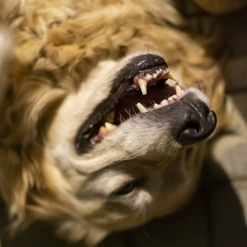 Photo #11575935