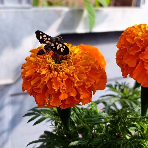 Photo #11576006