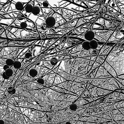 Photo #11576316