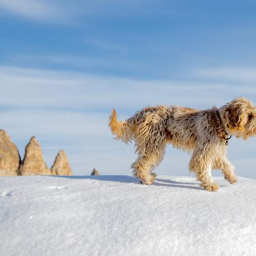 Фотография #11576357