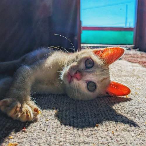 Photo #11576865