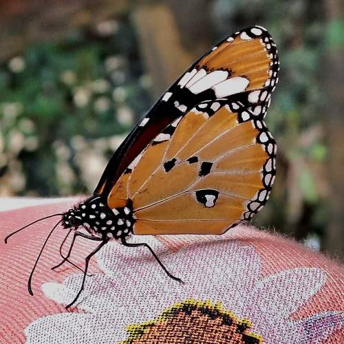 Photo #11576880