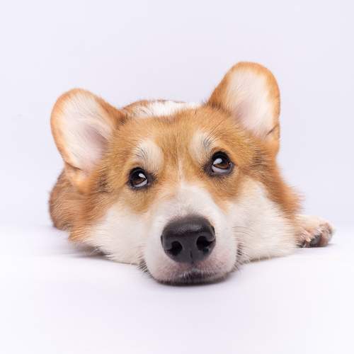 Photo #11576973
