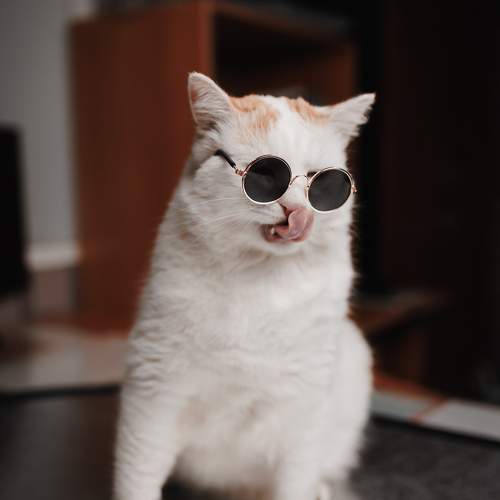 Photo #11577815