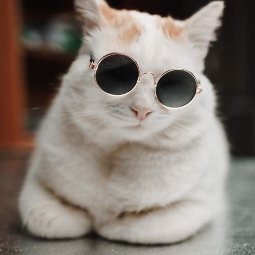 Photo #11577817