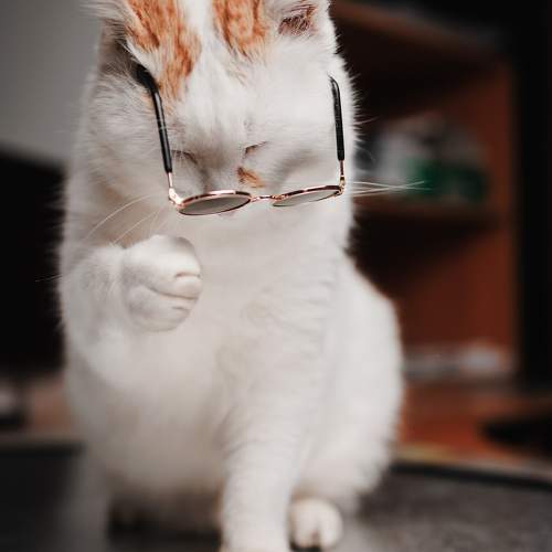 Photo #11577818