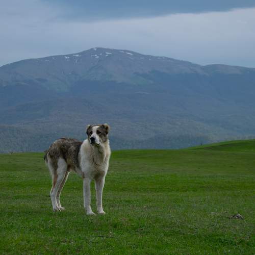 Photo #11577875