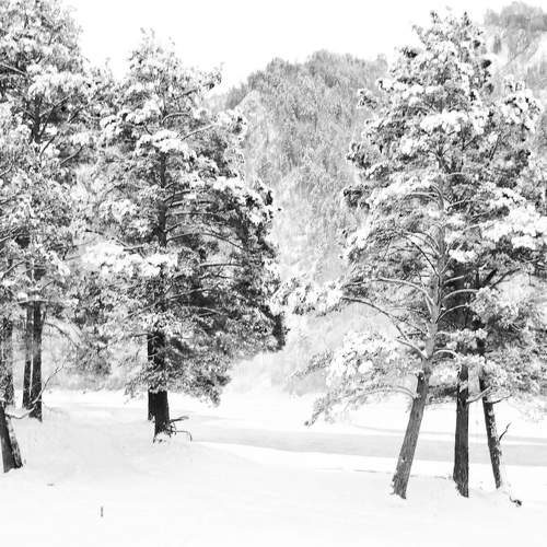 Photo #11579425