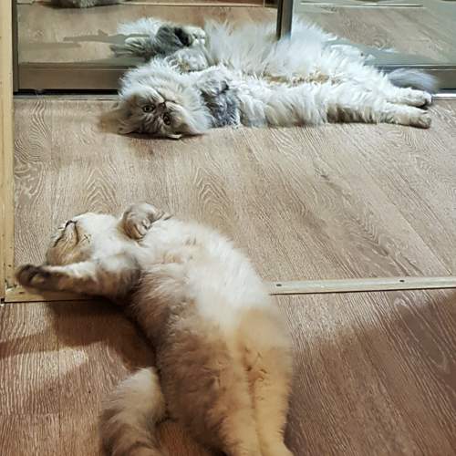 Photo #11580138