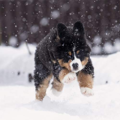 Photo #11580463