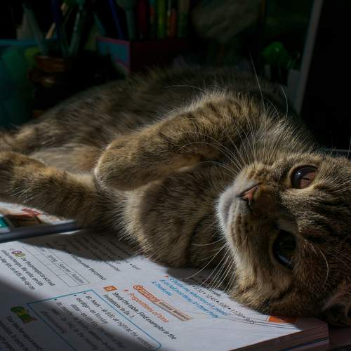 Photo #11581254