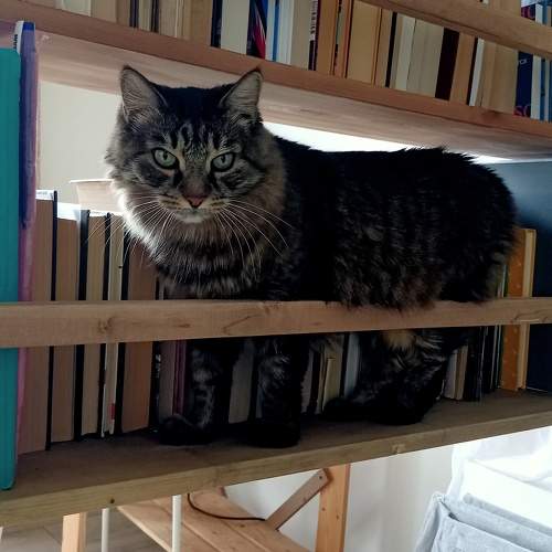 Photo #11581307