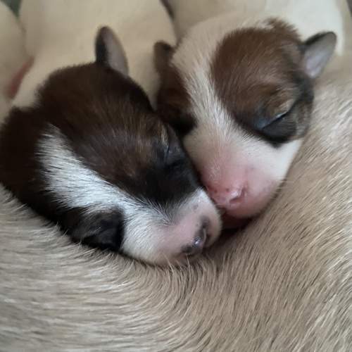 Photo #11581383