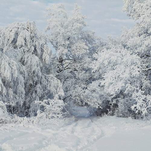 Photo #11581491