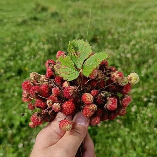 Photo #11582968