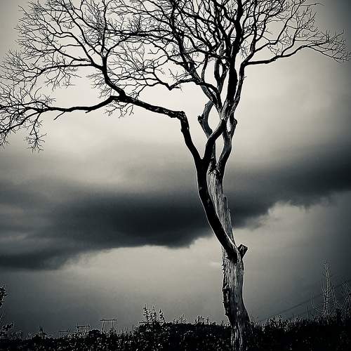 Photo #11584150