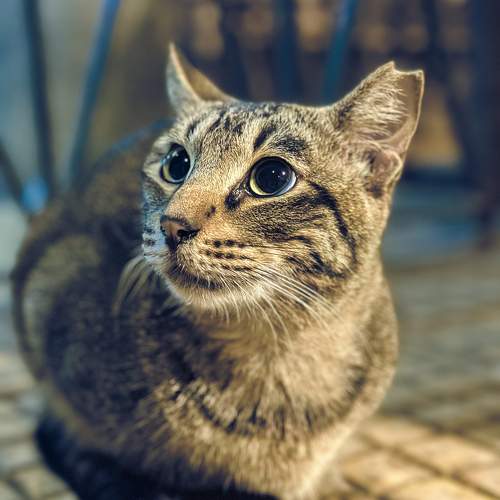 Photo #11584424