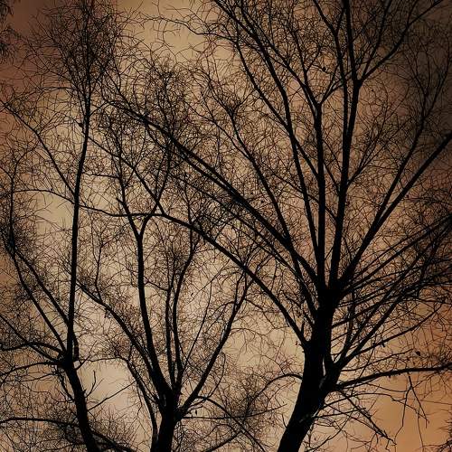 Photo #11584469