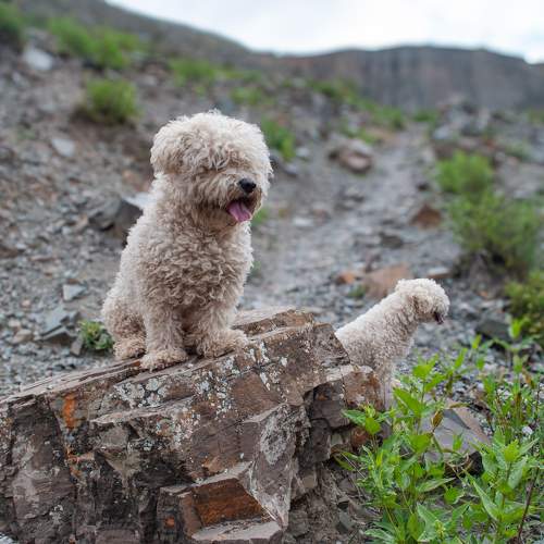 de paseo.