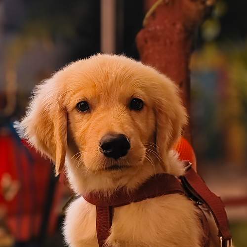 Photo #11586067
