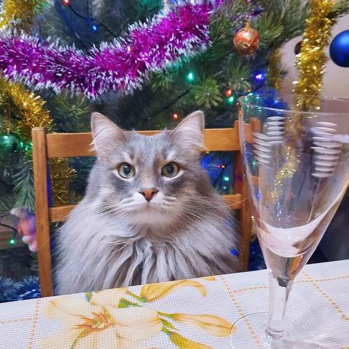 Photo #11586746