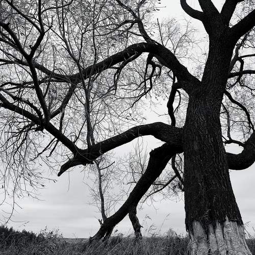 Photo #11586794