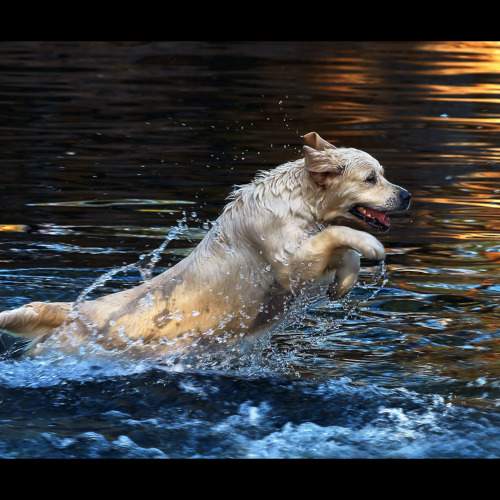 Photo #11587198