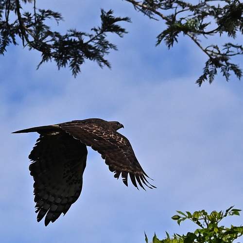 Photo #11587282