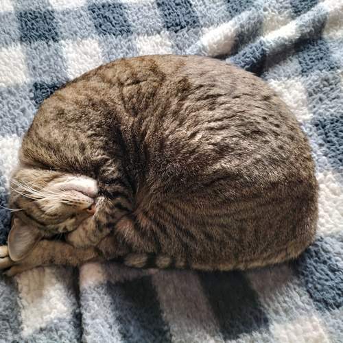 Photo #11588240