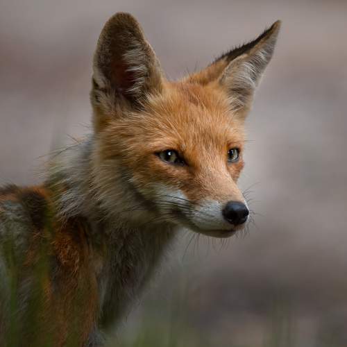 Photo #11589599
