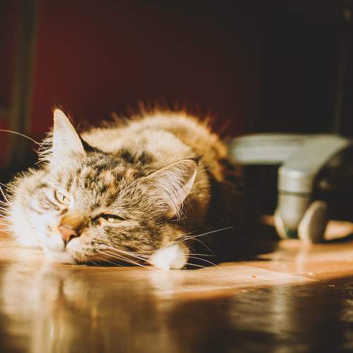 Photo #11590390