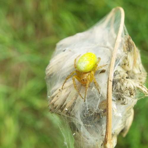 Photo #11590463
