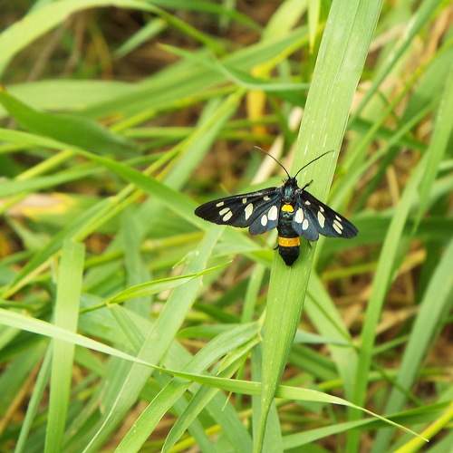 Photo #11590468