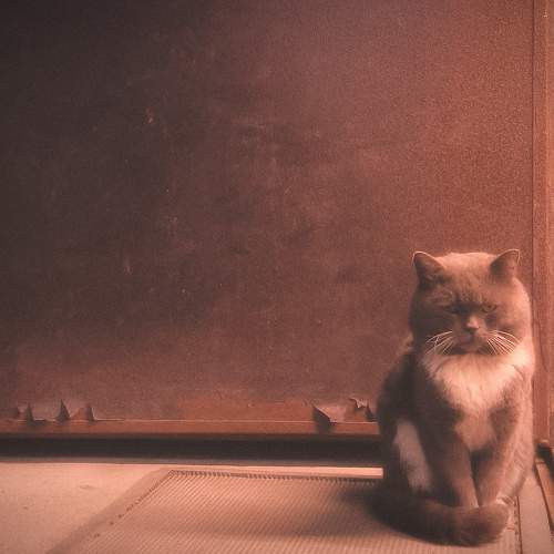 Photo #11591841