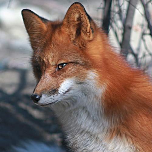Photo #11592182