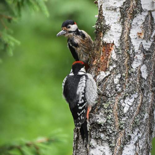 Большой пестрый дятел (самец) и его слеток. Кормление.