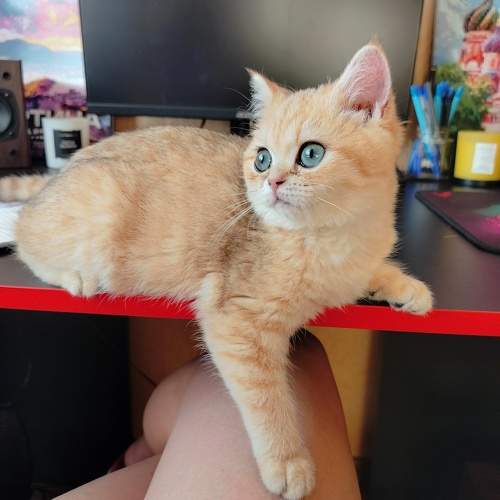 Photo #11593054