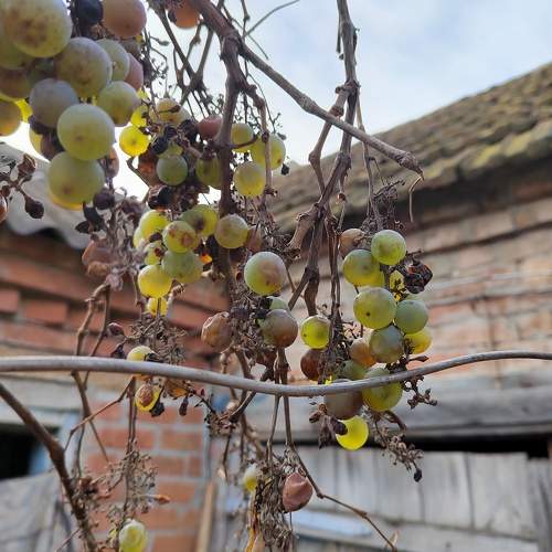 Photo #11593083