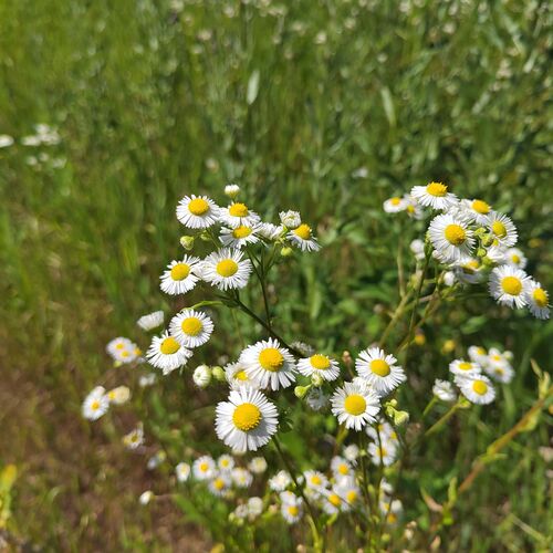 Photo #11593090