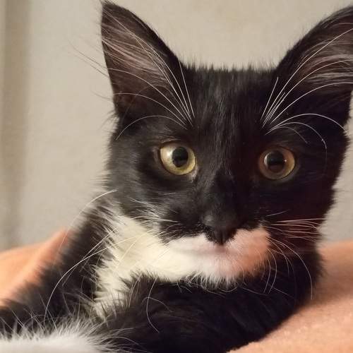 Photo #11593421