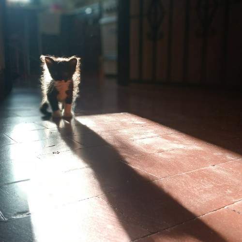 Photo #11593439