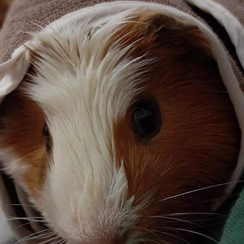 Photo #11593605