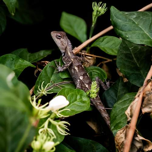 The Lizard of Oz: Leaf Edition
