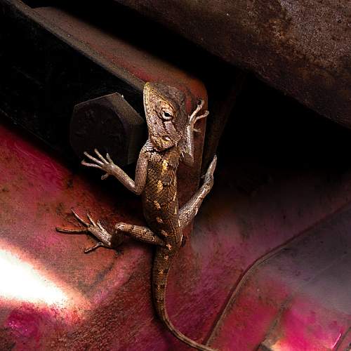 Photo #11594249