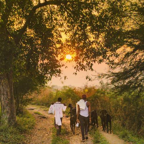 Photo #11594293