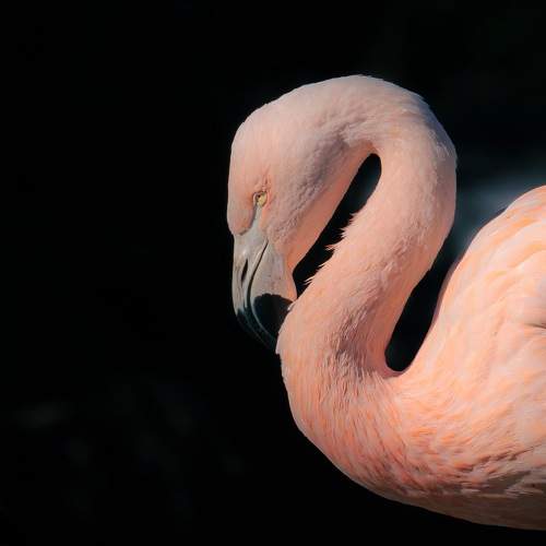 Photo #11594555