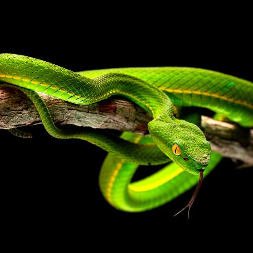 Photo #11594723